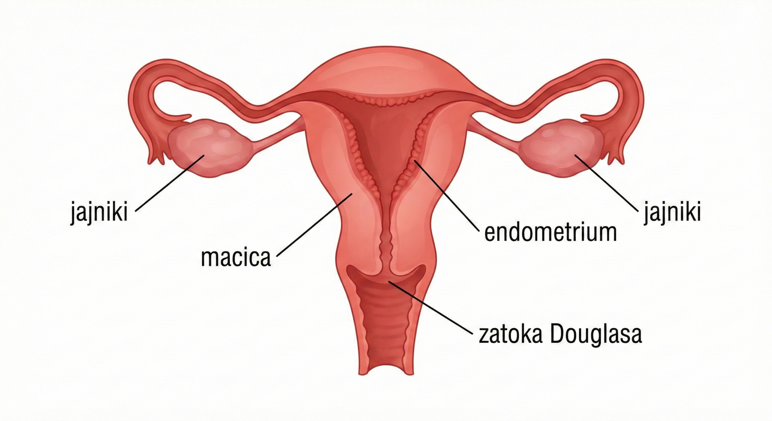 grafika przedstawiająca narządy badane podczas USG tranwaginalne - macica, endometrium, jajniki, zatoka Douglasa
